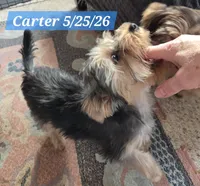 Carter, a male Yorkshire Terrier for sale in Norwalk, CT – 6 of 8