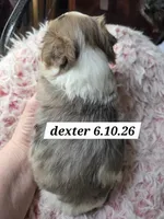 Dexter (BLUE EYES), a male Yorkshire Terrier for sale in Norwalk, CT – 4 of 7