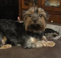 Tootsie (Merle Yorkie) PET ONLY, a female Yorkshire Terrier for sale in Norwalk, CT – 5 of 6
