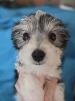 Domino Morkie, a male Yorkshire Terrier for sale in Norwalk, CT – 5 of 10