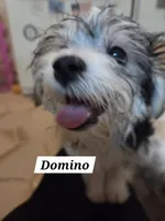 Domino Morkie, a male Yorkshire Terrier for sale in Norwalk, CT – 3 of 10
