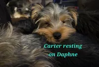 Carter, a male Yorkshire Terrier for sale in Norwalk, CT – 8 of 8
