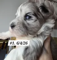 Dottie (BLUE Eyes), a female Morkie for sale in Norwalk, CT – 7 of 8