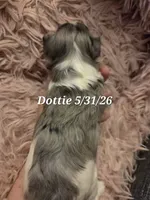 Dottie (BLUE Eyes), a female Morkie for sale in Norwalk, CT – 4 of 8