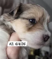 Dexter (BLUE EYES), a male Yorkshire Terrier for sale in Norwalk, CT – 3 of 7