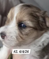 Dexter (BLUE EYES), a male Yorkshire Terrier for sale in Norwalk, CT – 2 of 7