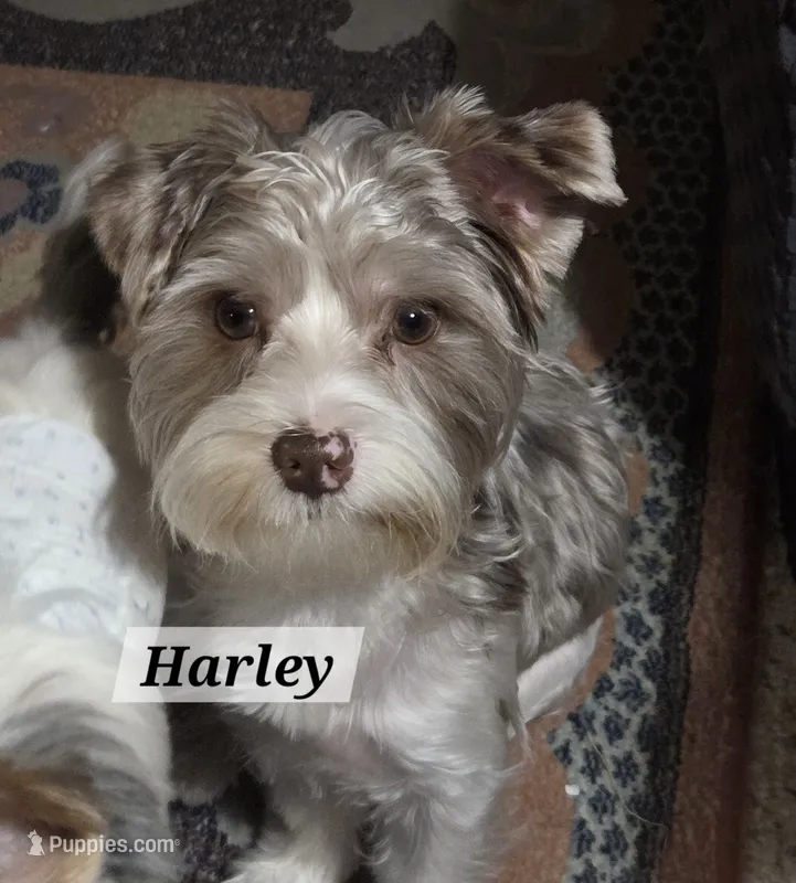 Harley Harlequin Yorkie – Yorkshire Terrier puppy for sale in Norwalk, CT