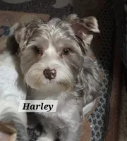 Harley Harlequin Yorkie, a male Yorkshire Terrier for sale in Norwalk, CT – 1 of 9