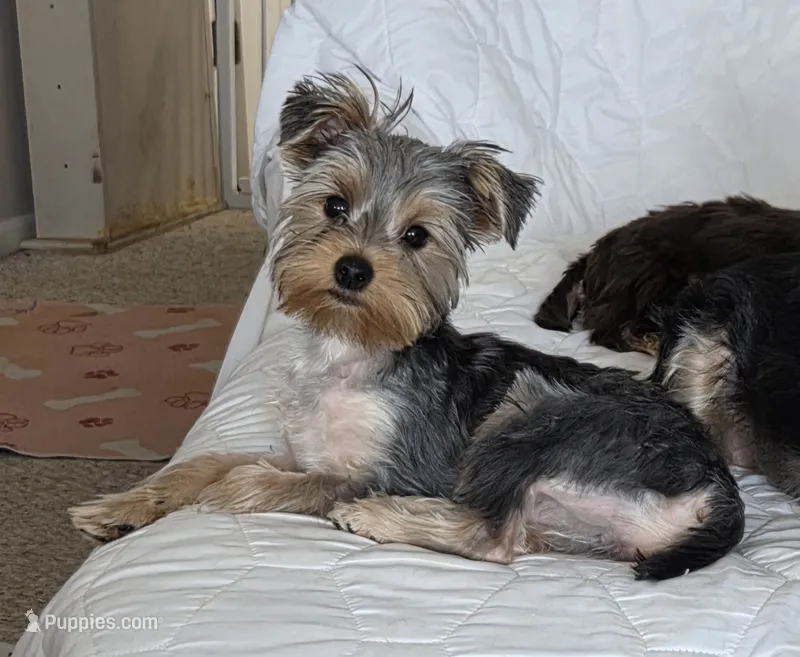 Carter – Yorkshire Terrier puppy for sale in Norwalk, CT