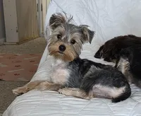 Carter, a male Yorkshire Terrier for sale in Norwalk, CT – 2 of 8