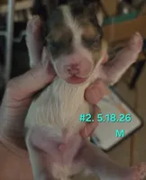 Dexter (BLUE EYES), a male Yorkshire Terrier for sale in Norwalk, CT – 5 of 7