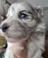 Dottie (BLUE Eyes), a female Morkie for sale in Norwalk, CT – 2 of 8