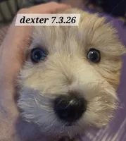Dexter MORKIE (BLUE EYES!!), a male Morkie for sale in Norwalk, CT – 2 of 10