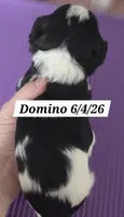 Domino, a male Yorkshire Terrier for sale in Norwalk, CT – 4 of 7