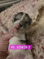 Dottie (BLUE Eyes), a female Morkie for sale in Norwalk, CT – 8 of 8