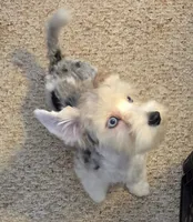 Dexter MORKIE (BLUE EYES!!), a male Morkie for sale in Norwalk, CT – 2 of 10