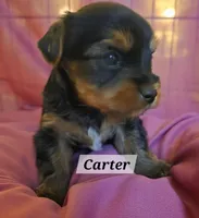 Carter, a male Yorkshire Terrier for sale in Norwalk, CT – 4 of 8