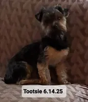 Tootsie (Merle Yorkie) PET ONLY, a female Yorkshire Terrier for sale in Norwalk, CT – 4 of 6