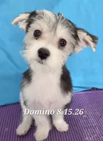 Domino Morkie, a male Yorkshire Terrier for sale in Norwalk, CT – 9 of 10