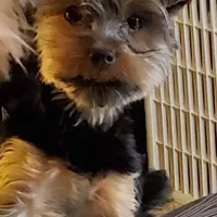 Tootsie Yorkie, a female Yorkshire Terrier for sale in Norwalk, CT – Photo 4 of 5