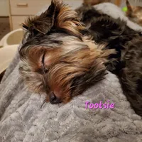 Tootsie Yorkie, a female Yorkshire Terrier for sale in Norwalk, CT – Photo 5 of 5