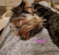 Tootsie Yorkie, a female Yorkshire Terrier for sale in Norwalk, CT – Photo 5 of 5