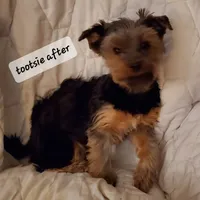 Tootsie Yorkie, a female Yorkshire Terrier for sale in Norwalk, CT – Photo 2 of 5