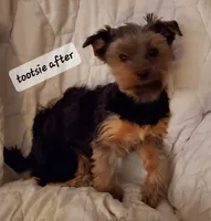 Tootsie Yorkie, a female Yorkshire Terrier for sale in Norwalk, CT – Photo 2 of 5