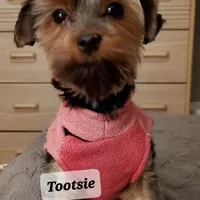 Tootsie Yorkie, a female Yorkshire Terrier for sale in Norwalk, CT – Photo 3 of 5