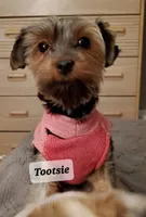 Tootsie Yorkie, a female Yorkshire Terrier for sale in Norwalk, CT – Photo 3 of 5