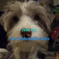 Harley kissyboy Yorkie, a male Yorkshire Terrier for sale in Norwalk, CT – Photo 8 of 10