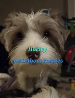 Harley kissyboy Yorkie, a male Yorkshire Terrier for sale in Norwalk, CT – Photo 7 of 10