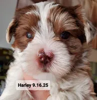 Harley kissyboy Yorkie, a male Yorkshire Terrier for sale in Norwalk, CT – Photo 5 of 10