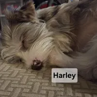 Harley kissyboy Yorkie, a male Yorkshire Terrier for sale in Norwalk, CT – Photo 3 of 10