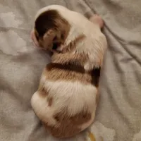 Harley kissyboy Yorkie, a male Yorkshire Terrier for sale in Norwalk, CT – Photo 9 of 10