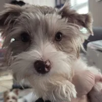 Harley kissyboy Yorkie, a male Yorkshire Terrier for sale in Norwalk, CT – Photo 2 of 10