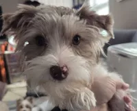 Harley kissyboy Yorkie, a male Yorkshire Terrier for sale in Norwalk, CT – Photo 2 of 10