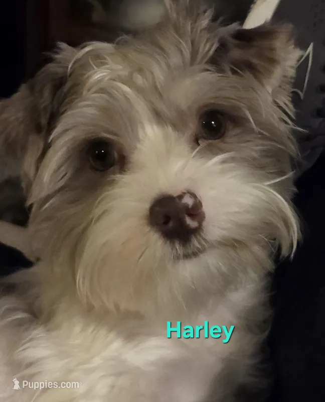 Harley kissyboy Yorkie