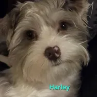 Harley kissyboy Yorkie, a male Yorkshire Terrier for sale in Norwalk, CT – Photo 6 of 10