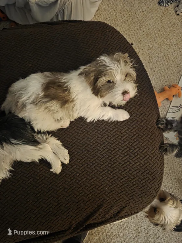 Harley kissyboy Yorkie – Yorkshire Terrier puppy for sale in Norwalk, CT