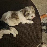 Harley kissyboy Yorkie, a male Yorkshire Terrier for sale in Norwalk, CT – Photo 1 of 10