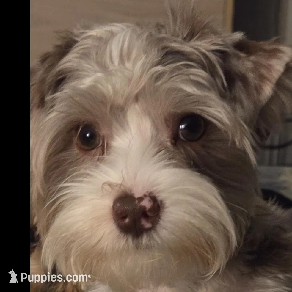 Harley kissyboy Yorkie