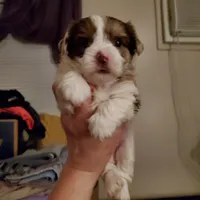 Harley kissyboy Yorkie, a male Yorkshire Terrier for sale in Norwalk, CT – Photo 8 of 10