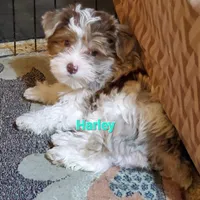 Harley kissyboy Yorkie, a male Yorkshire Terrier for sale in Norwalk, CT – Photo 5 of 10