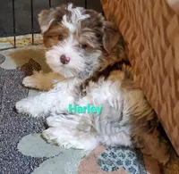 Harley kissyboy Yorkie, a male Yorkshire Terrier for sale in Norwalk, CT – Photo 4 of 10