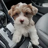 Harley kissyboy Yorkie, a male Yorkshire Terrier for sale in Norwalk, CT – Photo 4 of 10