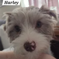 Harley kissyboy Yorkie, a male Yorkshire Terrier for sale in Norwalk, CT – Photo 10 of 10