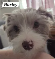 Harley kissyboy Yorkie, a male Yorkshire Terrier for sale in Norwalk, CT – Photo 10 of 10