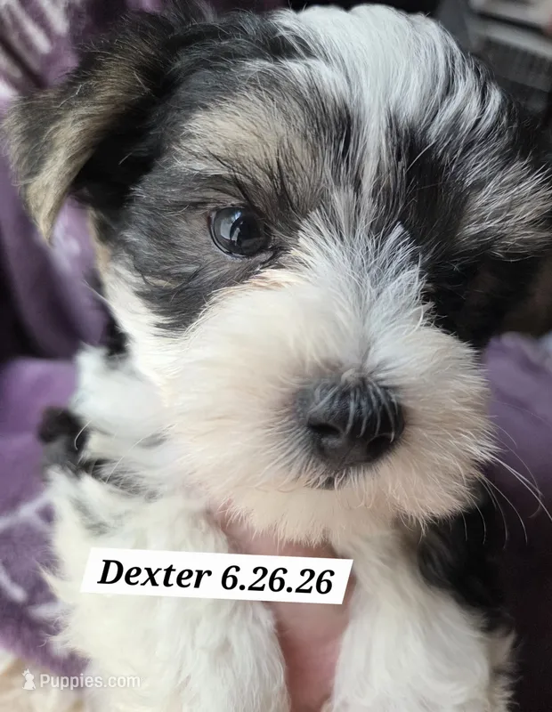 Domino – Yorkshire Terrier puppy for sale in Norwalk, CT