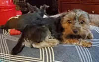 Tootsie (Merle Yorkie) PET ONLY, a female Yorkshire Terrier for sale in Norwalk, CT – 3 of 6